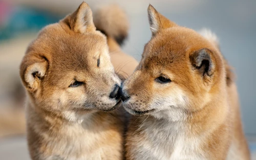 проститутка ывавай, 21 лет, рост 167 см,  руб. в час - фото 12